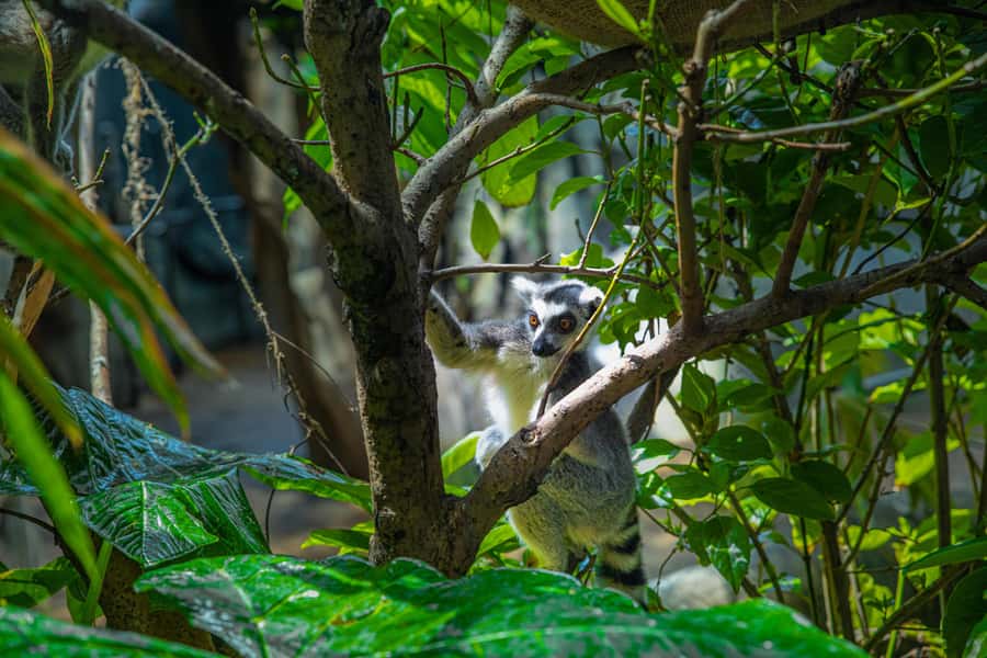 The Green Planet - Dubai's Unique Indoor Rainforest - Entering Dubai’s indoor tropical forest