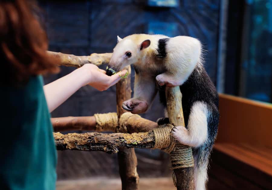 The Green Planet - Dubai's Unique Indoor Rainforest - Is the $42 admission good value?