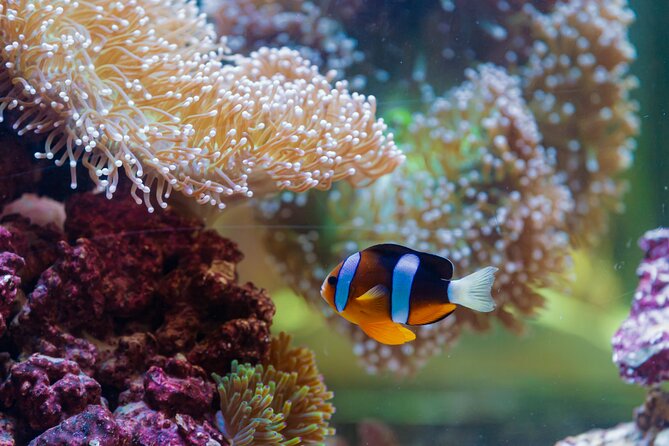 The National Aquarium Abu Dhabi Admission Tickets - Getting there and what to bring