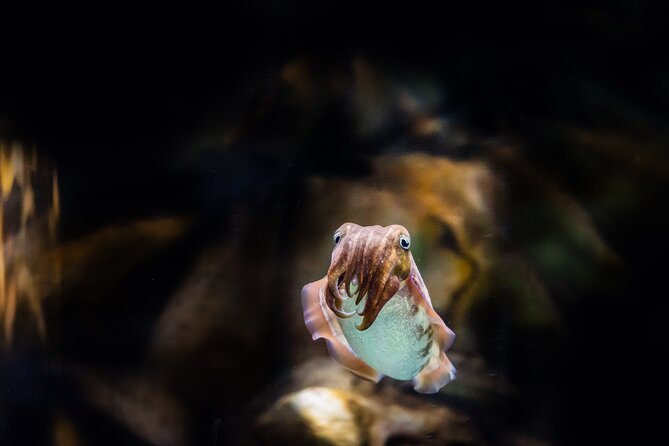 The National Aquarium Abu Dhabi Admission Tickets - What the atmosphere is like