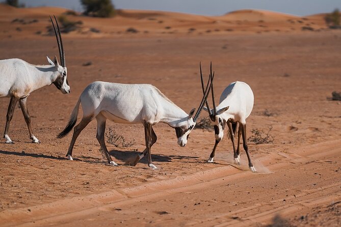 VIP Dubai Sunset Desert Safari: Camel Ride, BBQ, Unlimited Spirit - Premium BBQ dinner and unlimited beverages