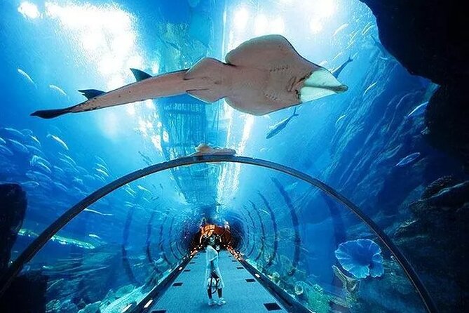 VIP Experience Dubai Aquarium & Underwater Zoo-As per Selection - Arriving beneath Dubai Mall
